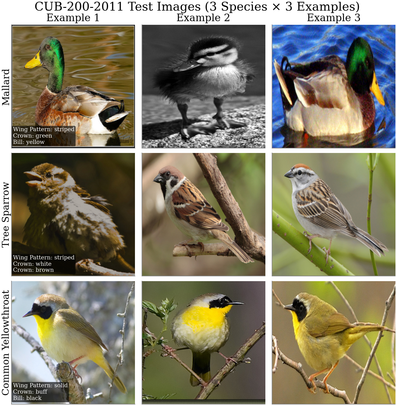 CUB-200-2011 data examples — 3 species × 3 test images